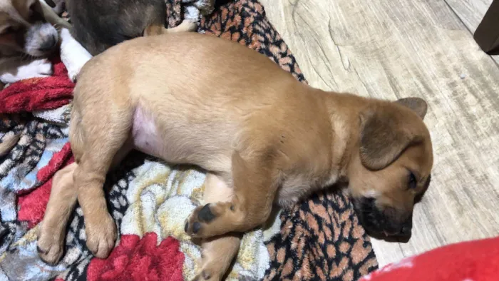 Cachorro ra a SRD-ViraLata idade Abaixo de 2 meses nome Sem nome ainda