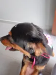 Belinha