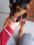 Belinha