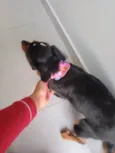 Belinha