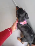 Belinha