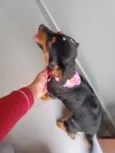 Belinha