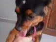 Belinha
