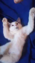 Maya