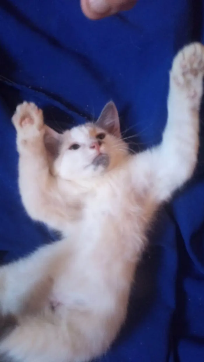 Gato ra a Srd idade Abaixo de 2 meses nome Maya