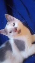 Maya