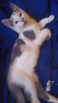 Maya