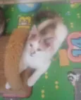 Maya