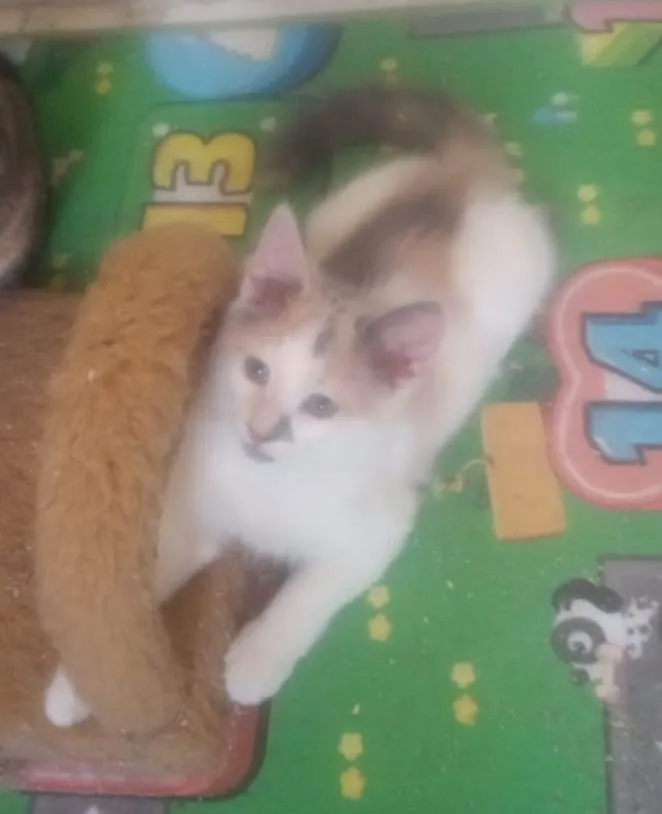Gato ra a Srd idade Abaixo de 2 meses nome Maya