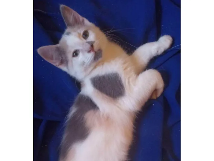 Gato ra a Srd idade Abaixo de 2 meses nome Maya