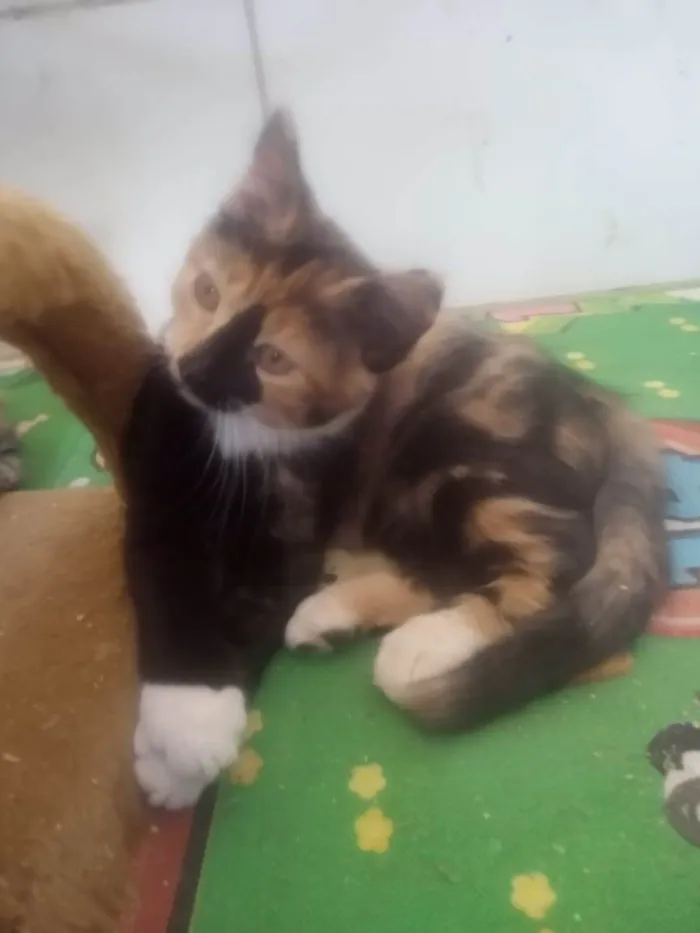 Gato ra a Srd idade Abaixo de 2 meses nome Gaia