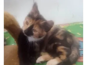 Gato raça Srd idade Abaixo de 2 meses nome Gaia