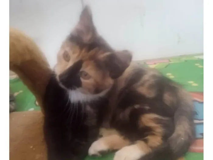 Gato ra a Srd idade Abaixo de 2 meses nome Gaia