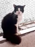 Bolachao lindo pelo longo