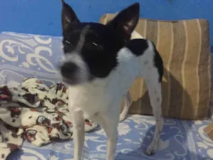 Cachorro raça SRD-ViraLata idade 1 ano nome Pipoca