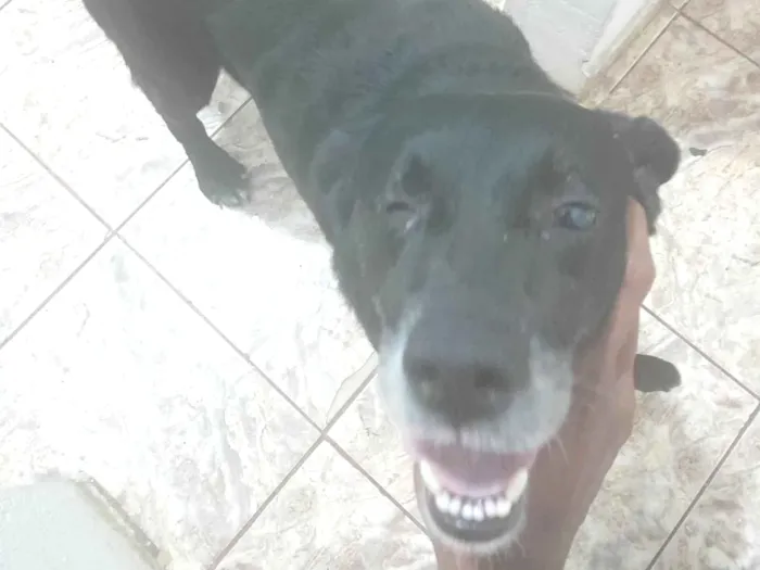 Cachorro ra a SRD-ViraLata idade 2 anos nome Pretinha