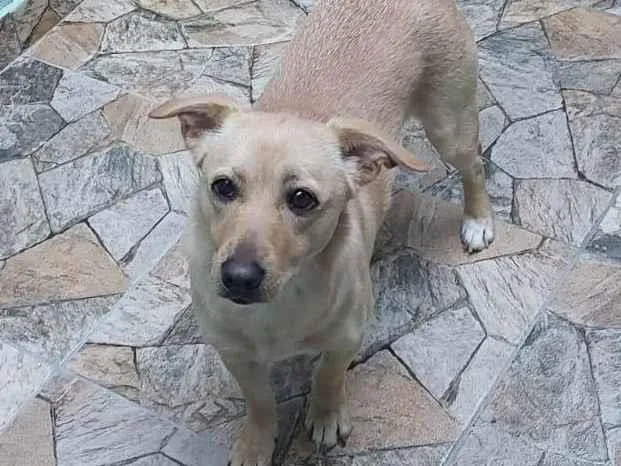 Cachorro ra a SRD-ViraLata idade 2 anos nome Carmela