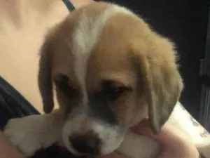Cachorro raça SRD-ViraLata idade Abaixo de 2 meses nome Robson