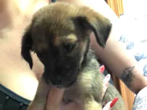 Cachorro raça SRD-ViraLata idade Abaixo de 2 meses nome Judith