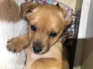 Cachorro raça SRD-ViraLata idade Abaixo de 2 meses nome Canela