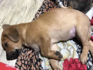 Cachorro raça SRD-ViraLata idade Abaixo de 2 meses nome Sem nome ainda