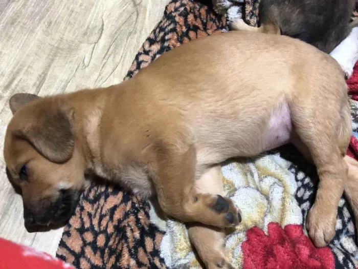 Cachorro ra a SRD-ViraLata idade Abaixo de 2 meses nome Sem nome ainda