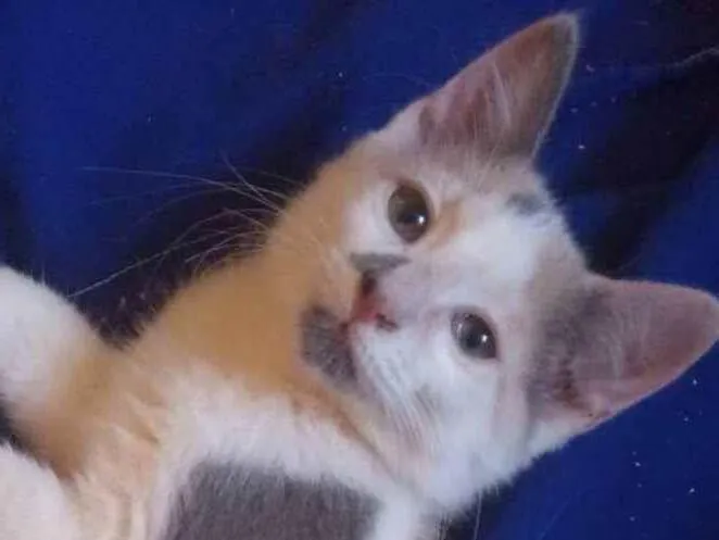 Gato ra a Srd idade Abaixo de 2 meses nome Maya
