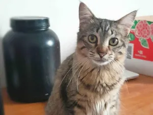 Gato raça SRD-ViraLata idade 7 a 11 meses nome Bless