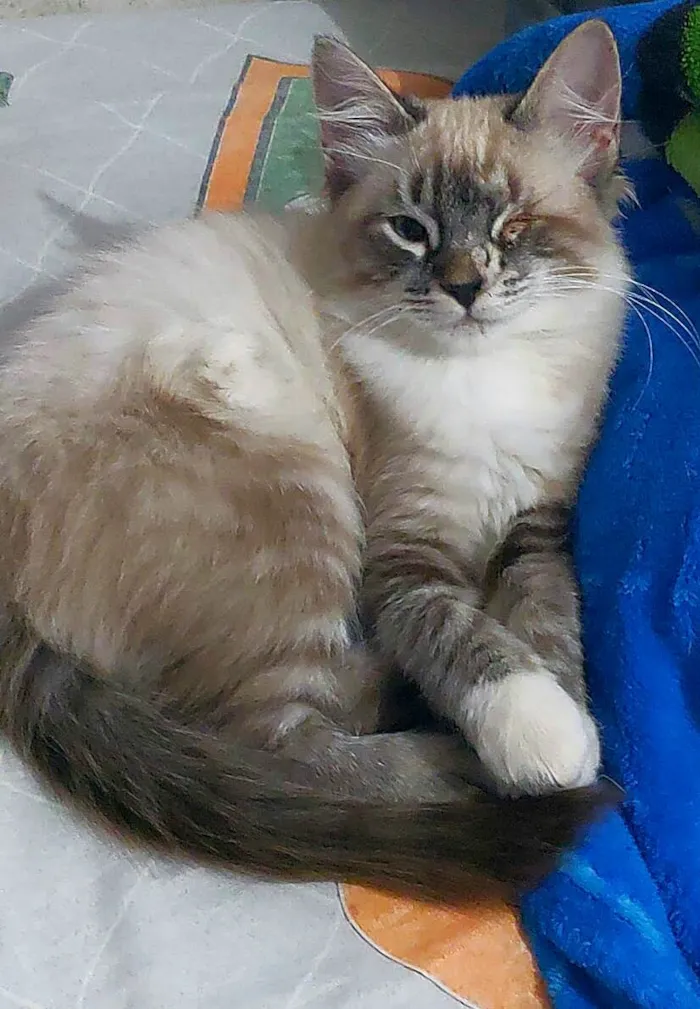 Gato ra a SRD-ViraLata idade 2 a 6 meses nome Jack Sparrow