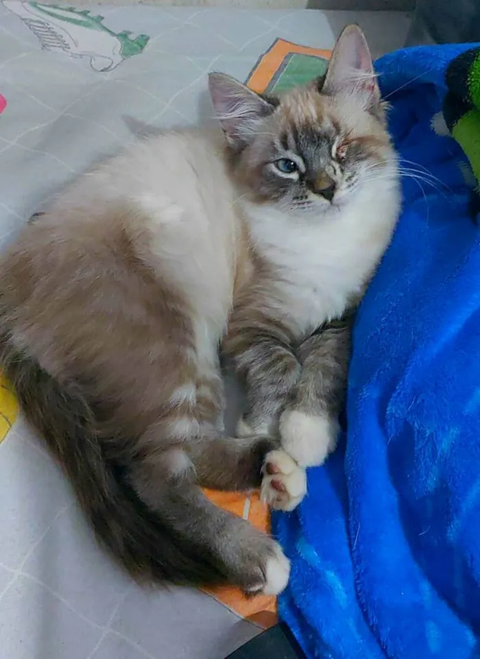 Gato ra a SRD-ViraLata idade 2 a 6 meses nome Jack Sparrow