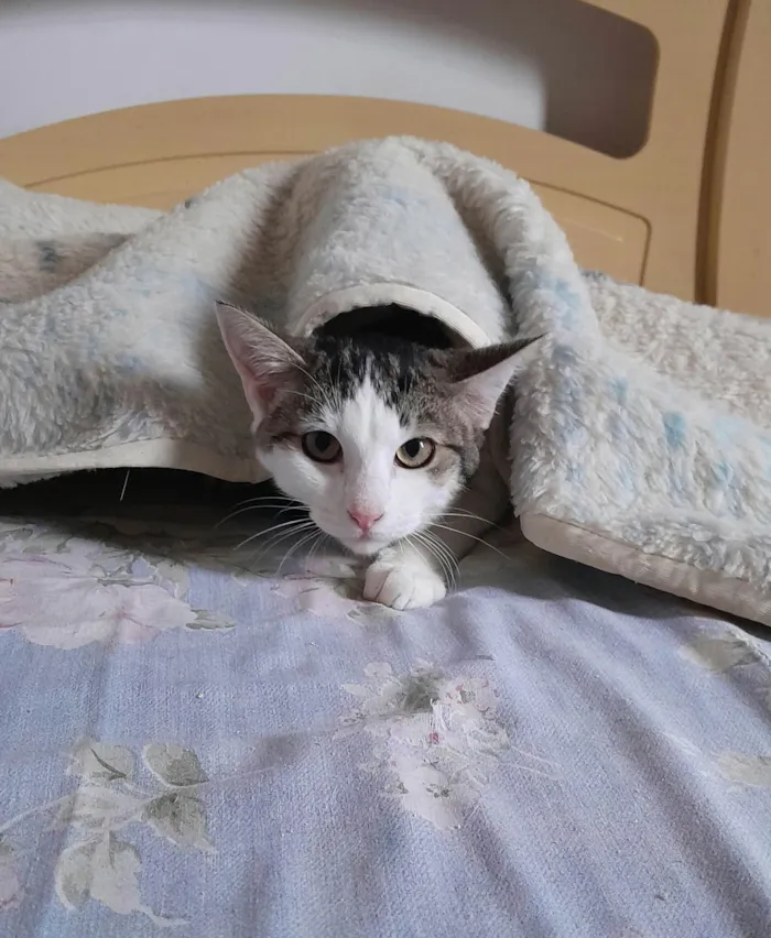 Gato ra a srd idade 2 a 6 meses nome Pedrinho