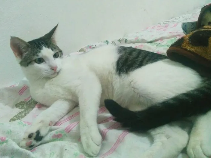 Gato ra a srd idade 2 a 6 meses nome Pedrinho