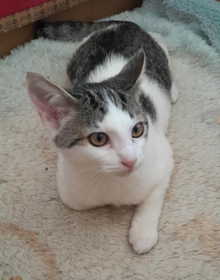 Gato ra a srd idade 2 a 6 meses nome Pedrinho