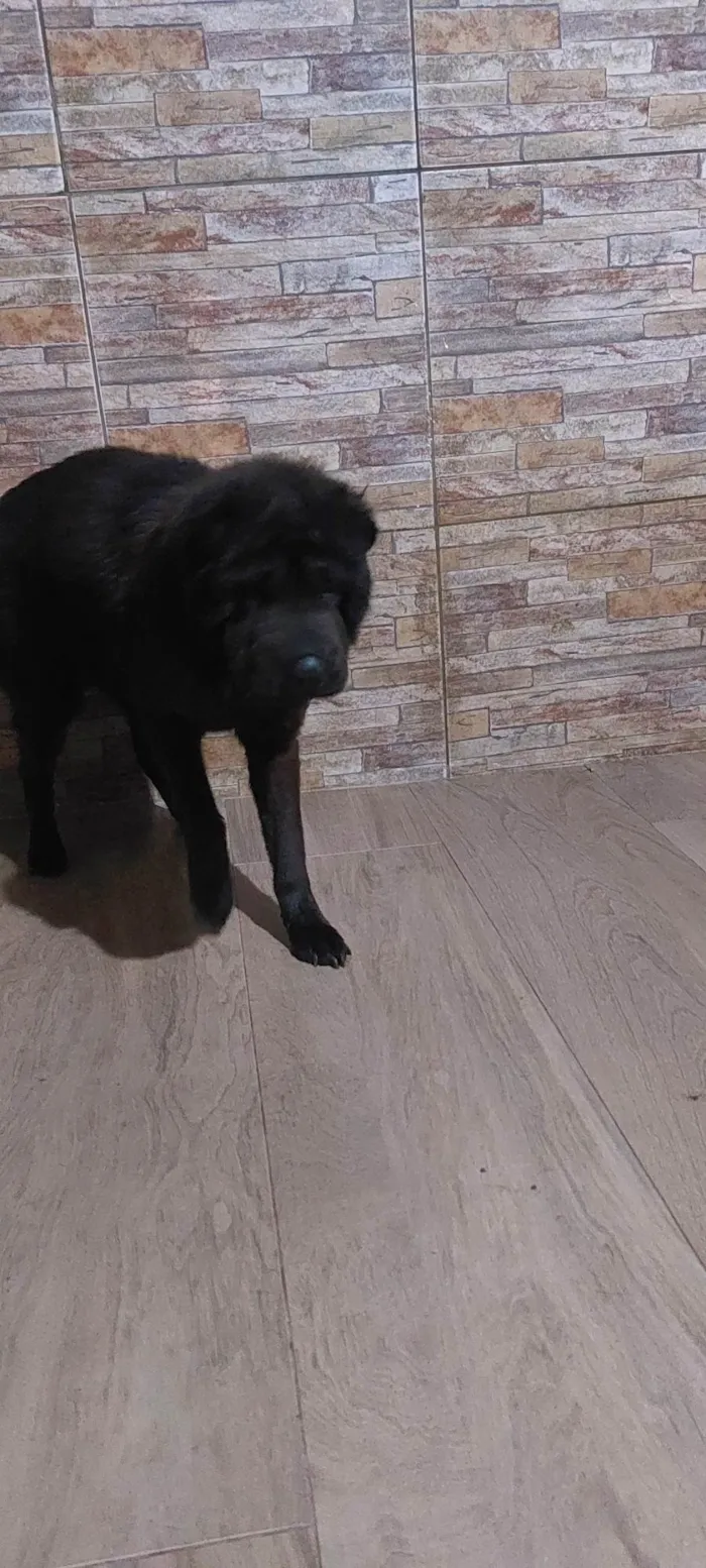 Cachorro ra a Shai-pe  idade 2 anos nome Preta 