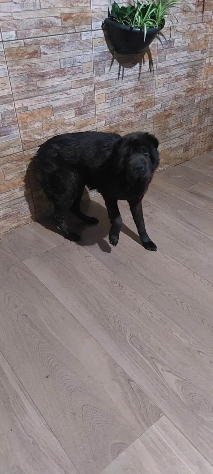 Cachorro ra a Shai-pe  idade 2 anos nome Preta 
