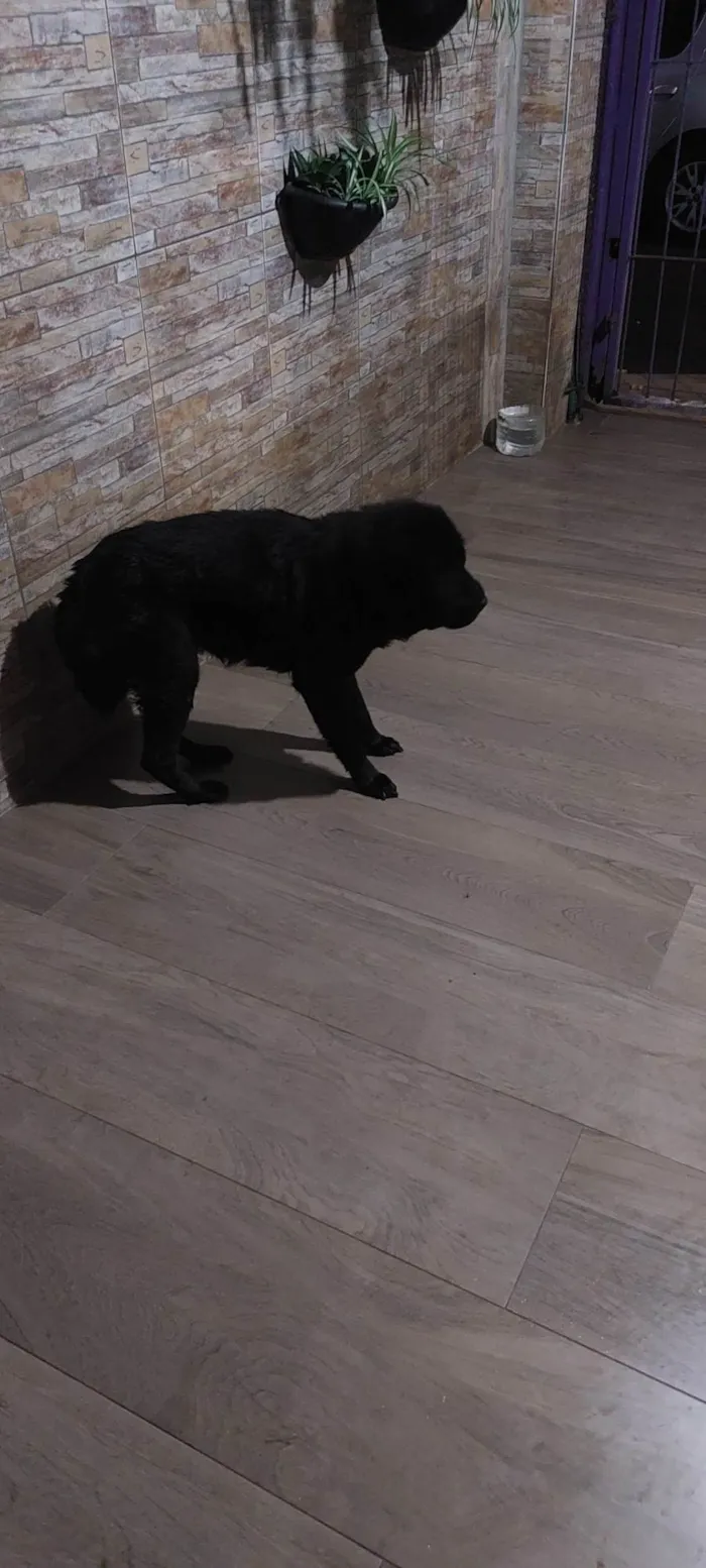 Cachorro ra a Shai-pe  idade 2 anos nome Preta 