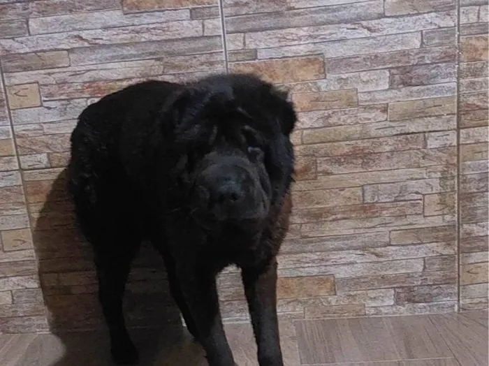 Cachorro ra a Shai-pe  idade 2 anos nome Preta 