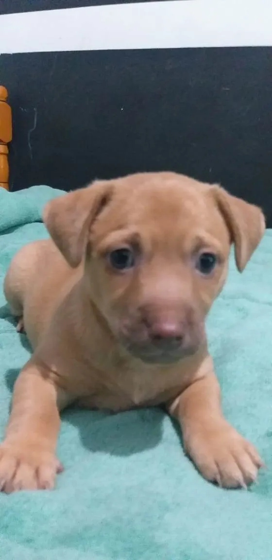 Cachorro ra a Basset com vira lata  idade Abaixo de 2 meses nome Sem nome