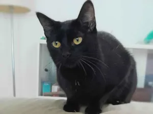 Gato raça SRD-ViraLata idade 7 a 11 meses nome Iza