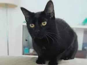 Gato raça SRD-ViraLata idade 7 a 11 meses nome Iza