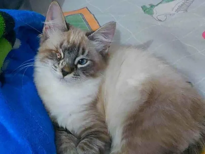 Gato ra a SRD-ViraLata idade 2 a 6 meses nome Jack Sparrow