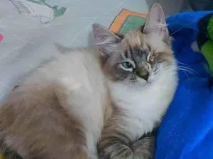 Gato raça srd idade 2 a 6 meses nome Jack Sparrow
