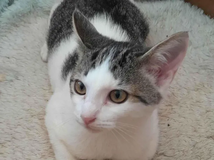 Gato ra a srd idade 2 a 6 meses nome Pedrinho