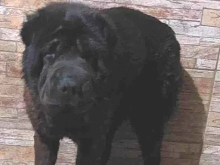 Cachorro ra a Shai-pe  idade 2 anos nome Preta 
