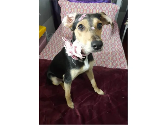 Cachorro ra a SRD-ViraLata idade 7 a 11 meses nome Agatha 