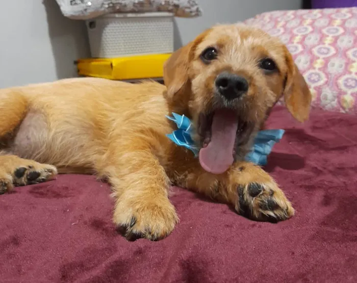 Cachorro ra a Mestico de basset idade 2 a 6 meses nome Noah