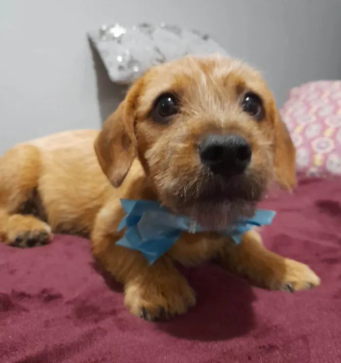 Cachorro ra a Mestico de basset idade 2 a 6 meses nome Noah