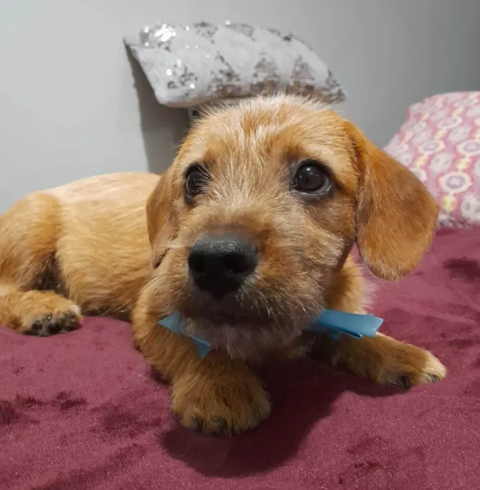 Cachorro ra a Mestico de basset idade 2 a 6 meses nome Noah