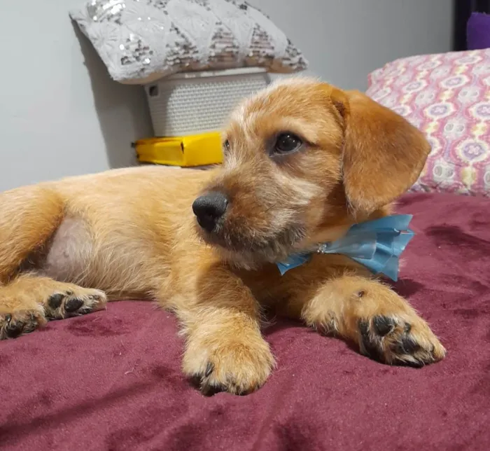 Cachorro ra a Mestico de basset idade 2 a 6 meses nome Noah