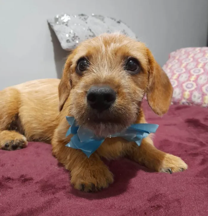 Cachorro ra a Mestico de basset idade 2 a 6 meses nome Noah